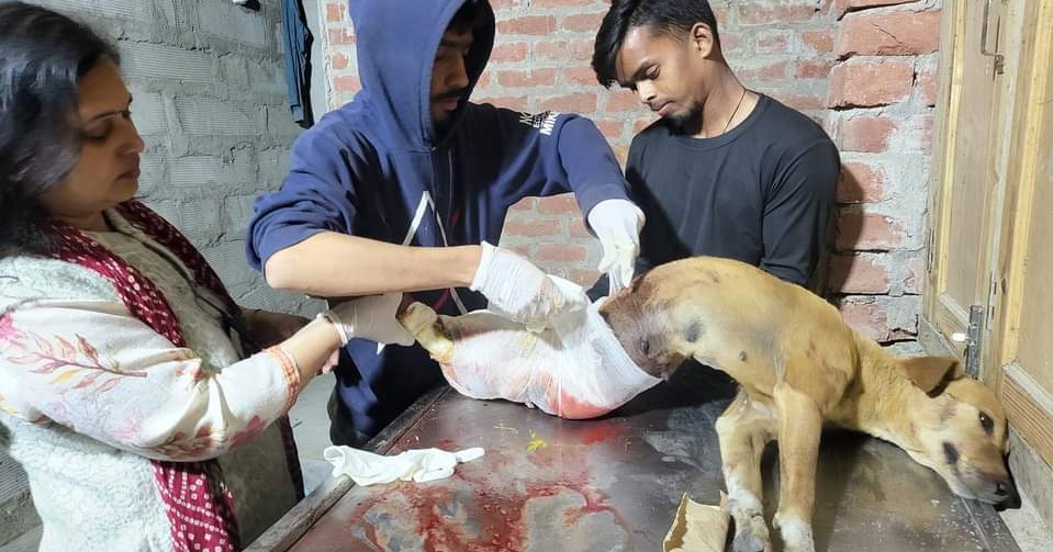 Hanumant Jeev Ashray Seva Sansthan Facebook ad: Animal shelter based in Unnao, Uttar Pradesh.