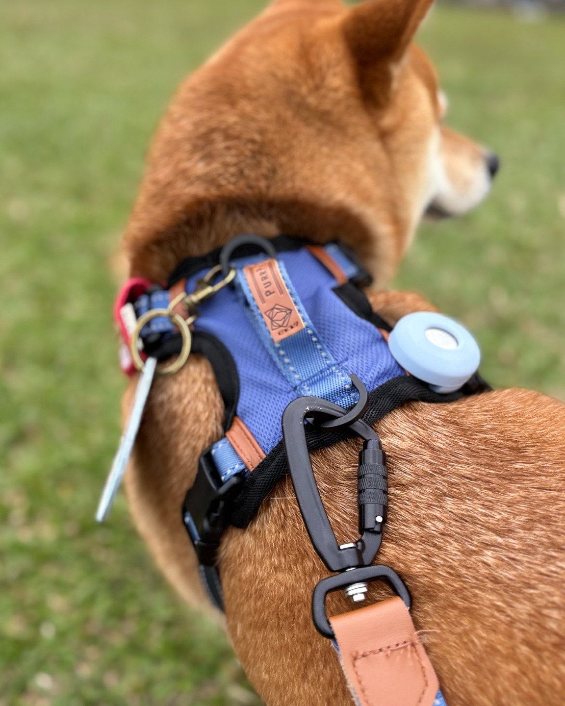 PurrPaw 呼嚕抱抱 Facebook ad: 萌犬報到 來自崽崽媽的暖心分享~