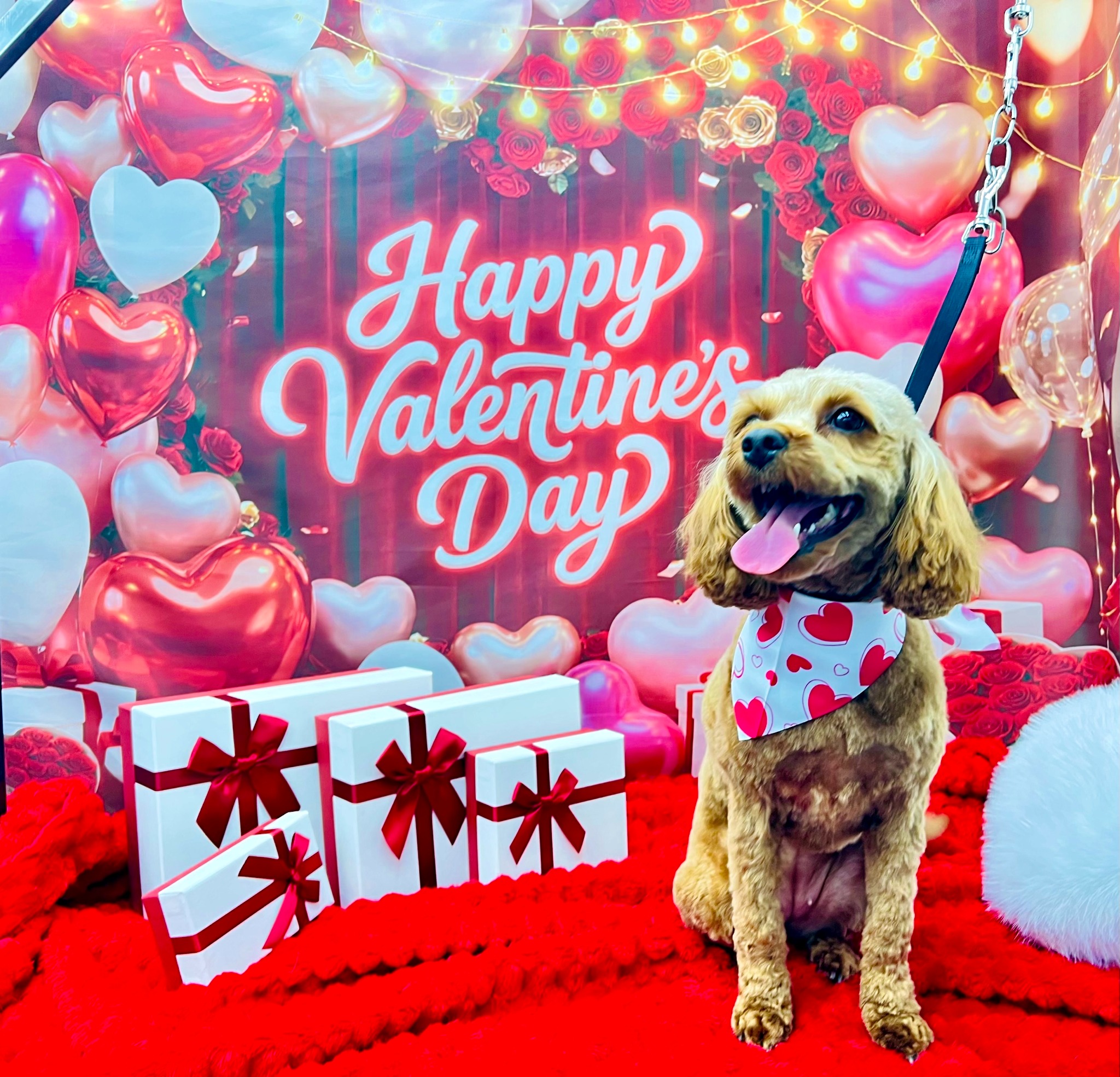 Diva Doggies Facebook ad