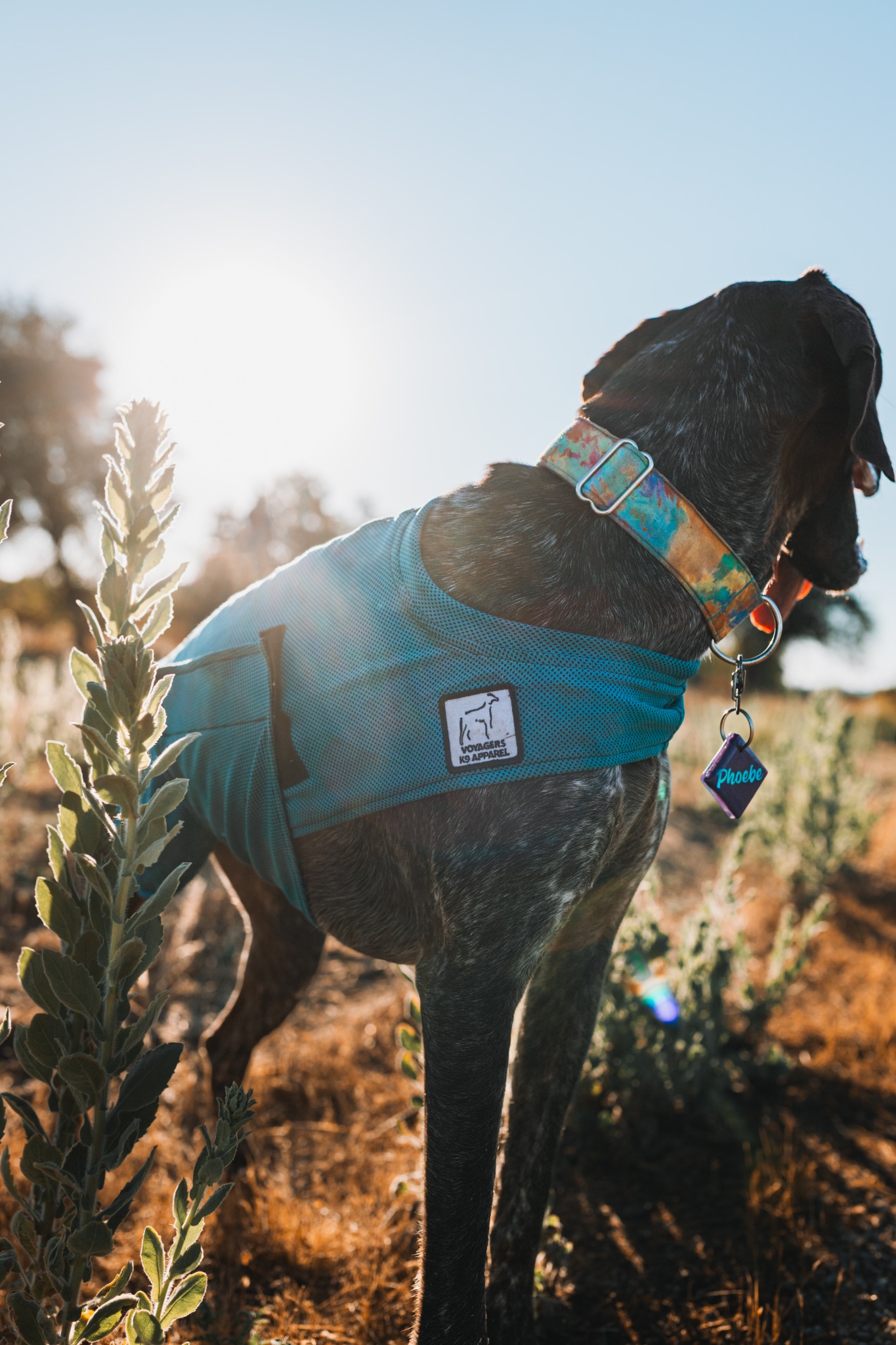 Voyagers K9 Apparel Facebook ad