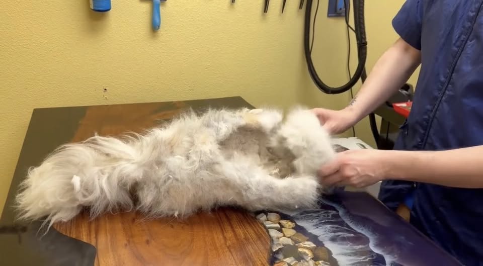 Cats In The City Facebook ad: This is not a second cat.
