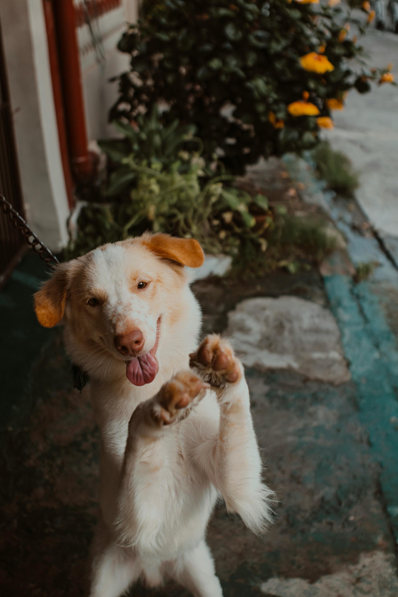 Glasser Emma Turtle Facebook ad: Home is where the dog hair sticks to…