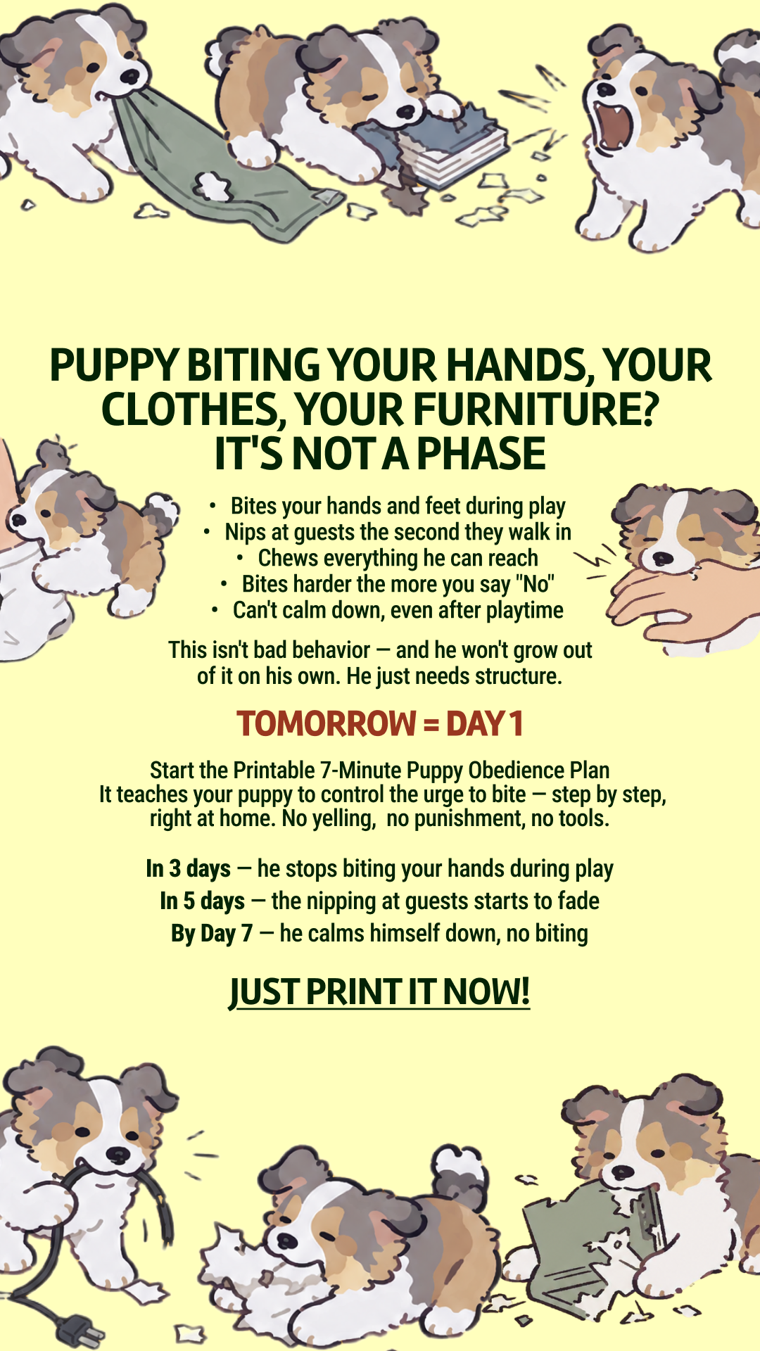 Dog Training & Tips Facebook ad