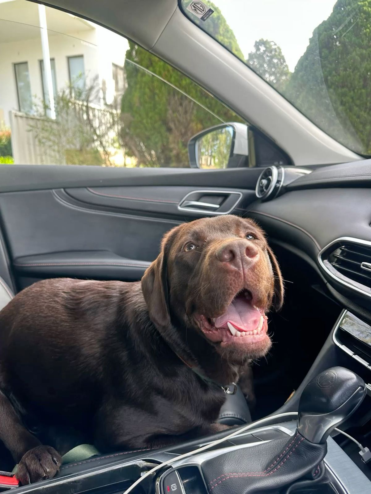 Mary jane Facebook ad: Read If You Own a Dog
