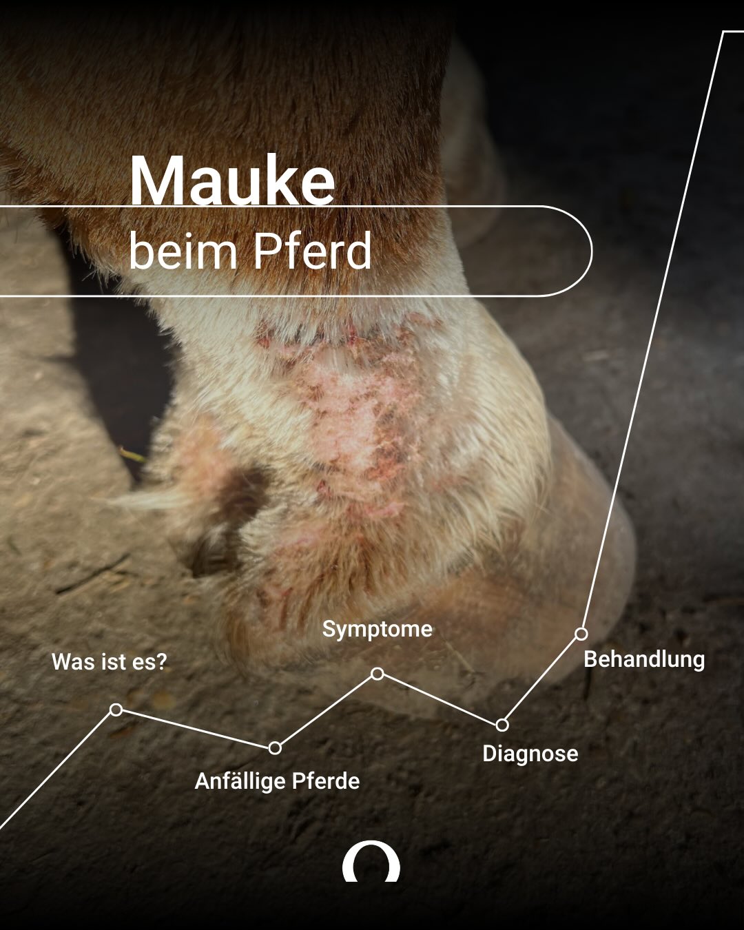 Audevard Deutschland Facebook ad: Mauke ist eines der häufigsten Hautprobleme bei Pferden…