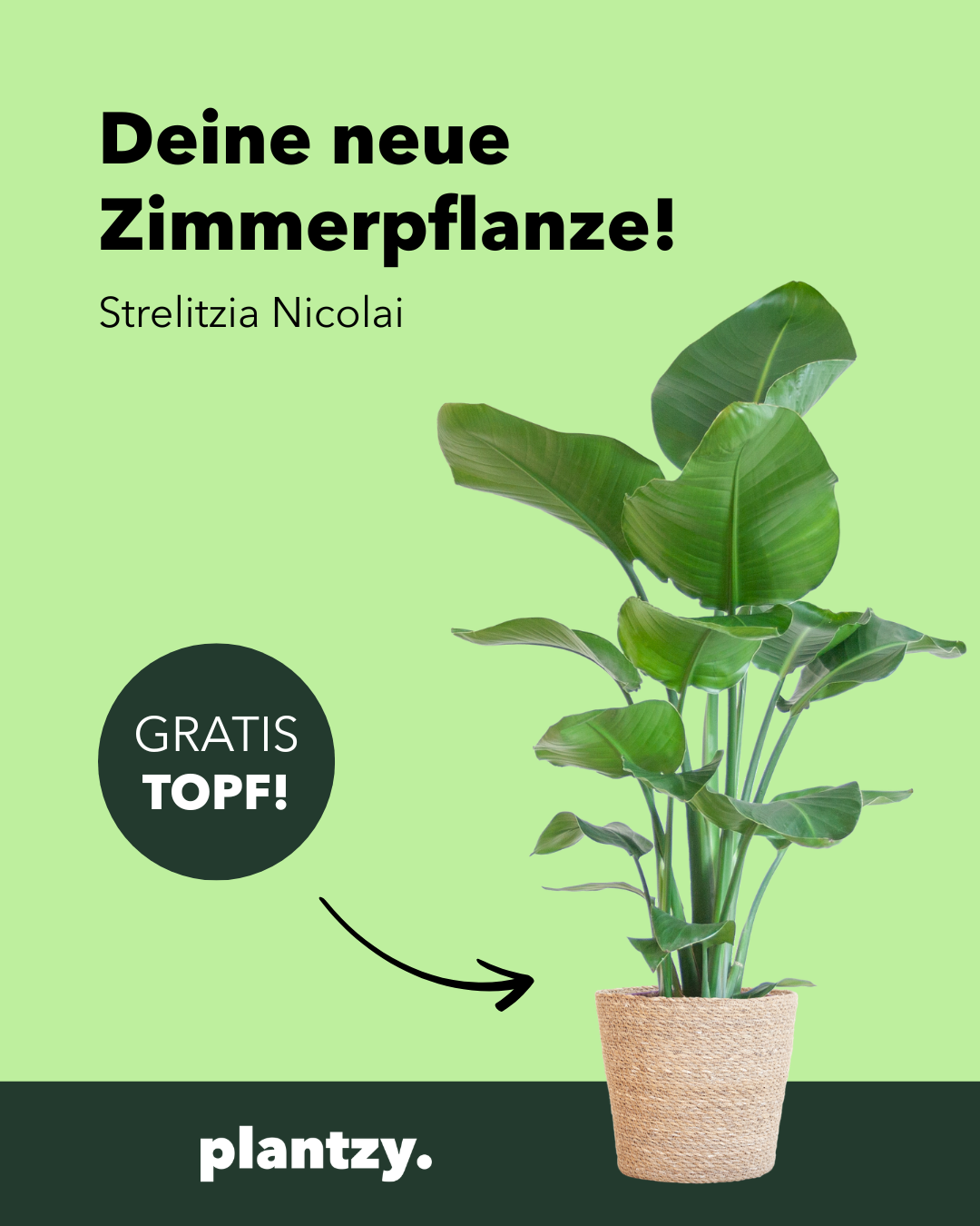 Plantzy.de Facebook ad: Deine neue Zimmerpflanze
