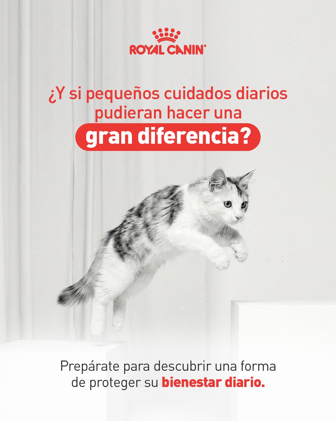Royal Canin Facebook ad: ¿Y si un pequeño hábito pudiera hacer una…