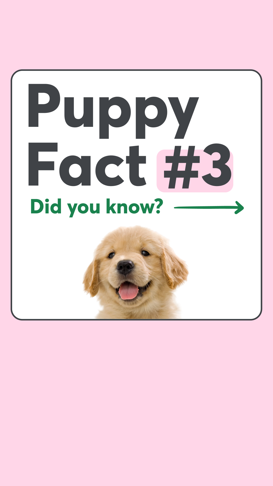 Rover.com Facebook ad