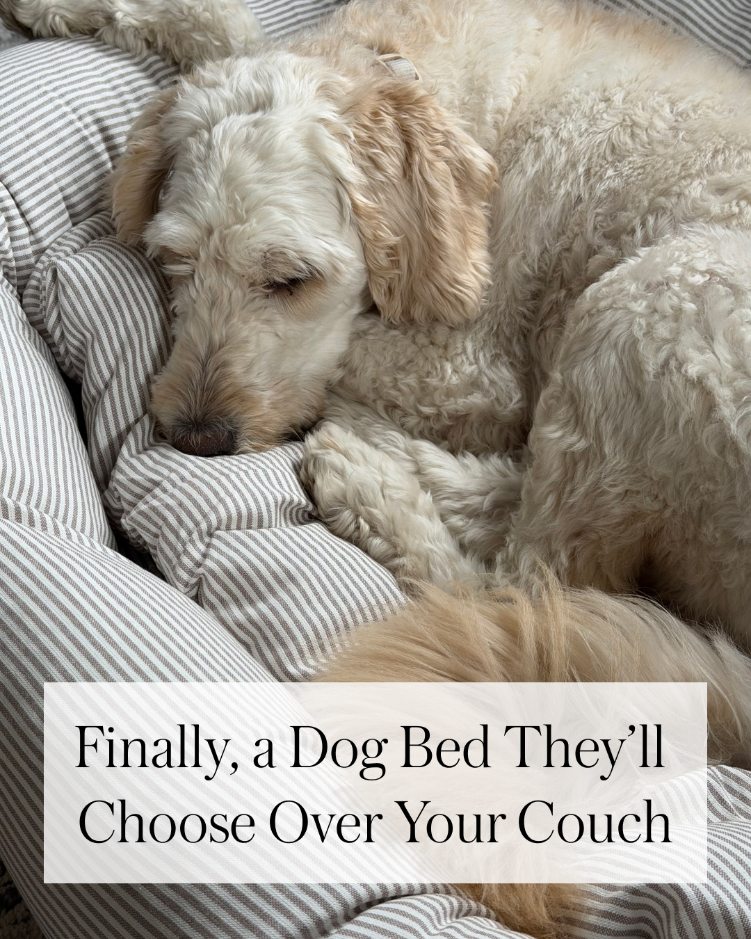 The Foggy Dog Facebook ad