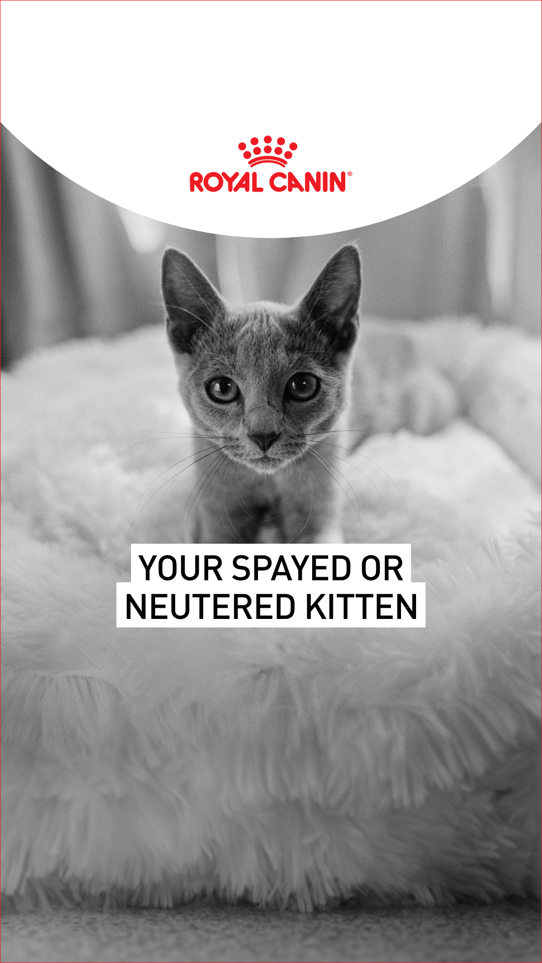 Royal Canin Facebook ad