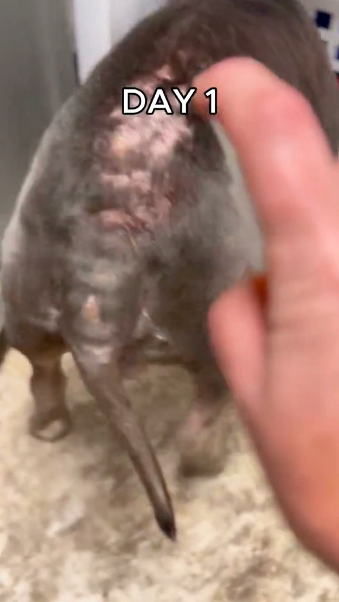 Puainta Pets Facebook ad: Skin Changes Deserve Attention