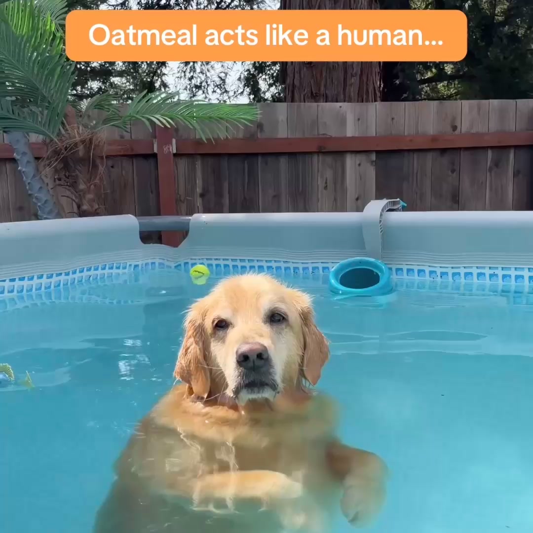 Chewy Facebook ad: Get Real: fresh, easy feeding