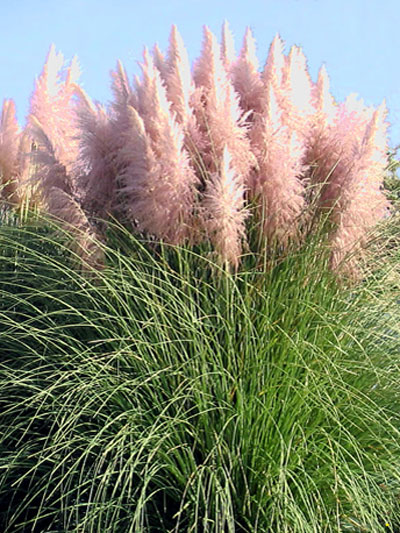 Gartencenter-Shop24 Facebook ad