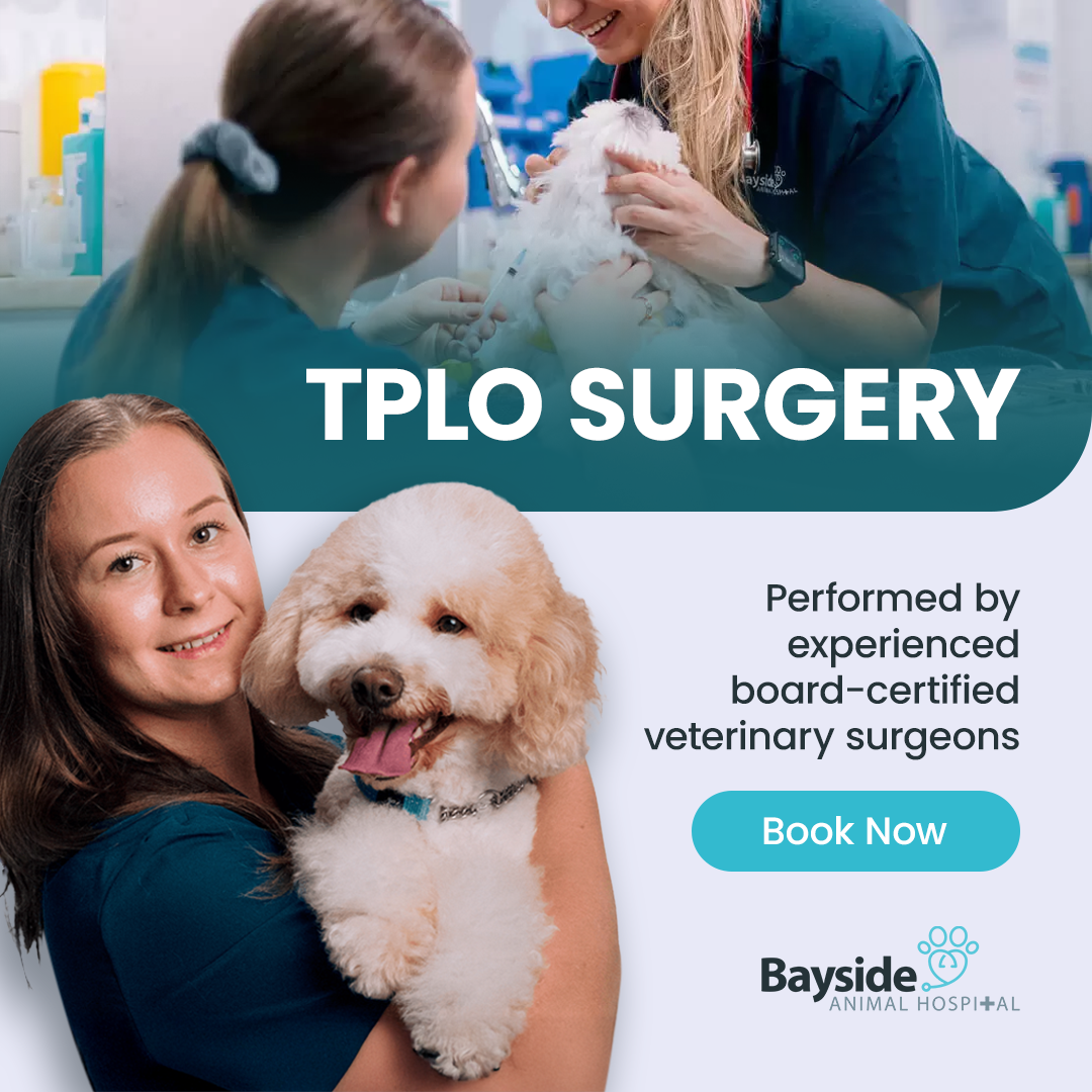 Bayside Animal Hospital Facebook ad