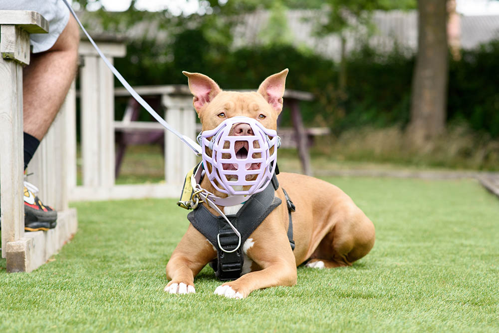 The Muzzle Movement Facebook ad