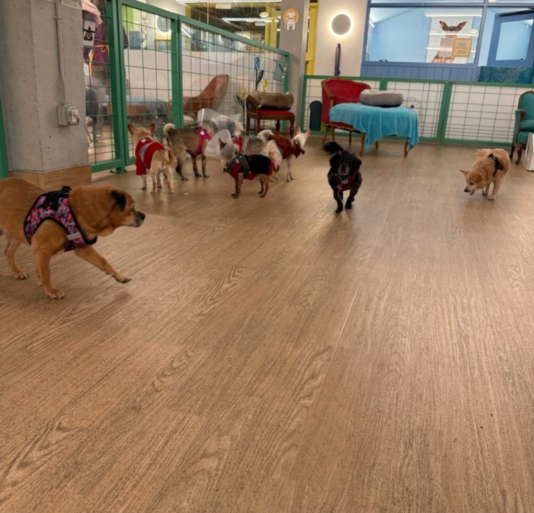Shelter Pet Support Foundation Facebook ad