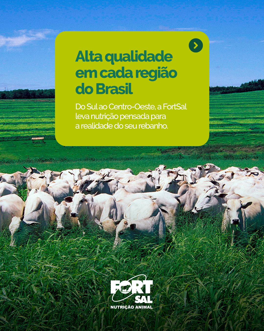 Fort Sal - Nutrição Animal Facebook ad: Alta qualidade em cada região do Brasil: do…