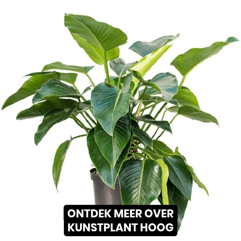But Bargain Facebook ad: Ontdek meer over Kunstplant Hoog