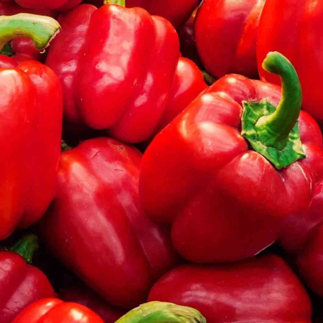 Alliance of Native Seedkeepers Facebook ad: Locally known as Bertie County Seeds, we’re the…