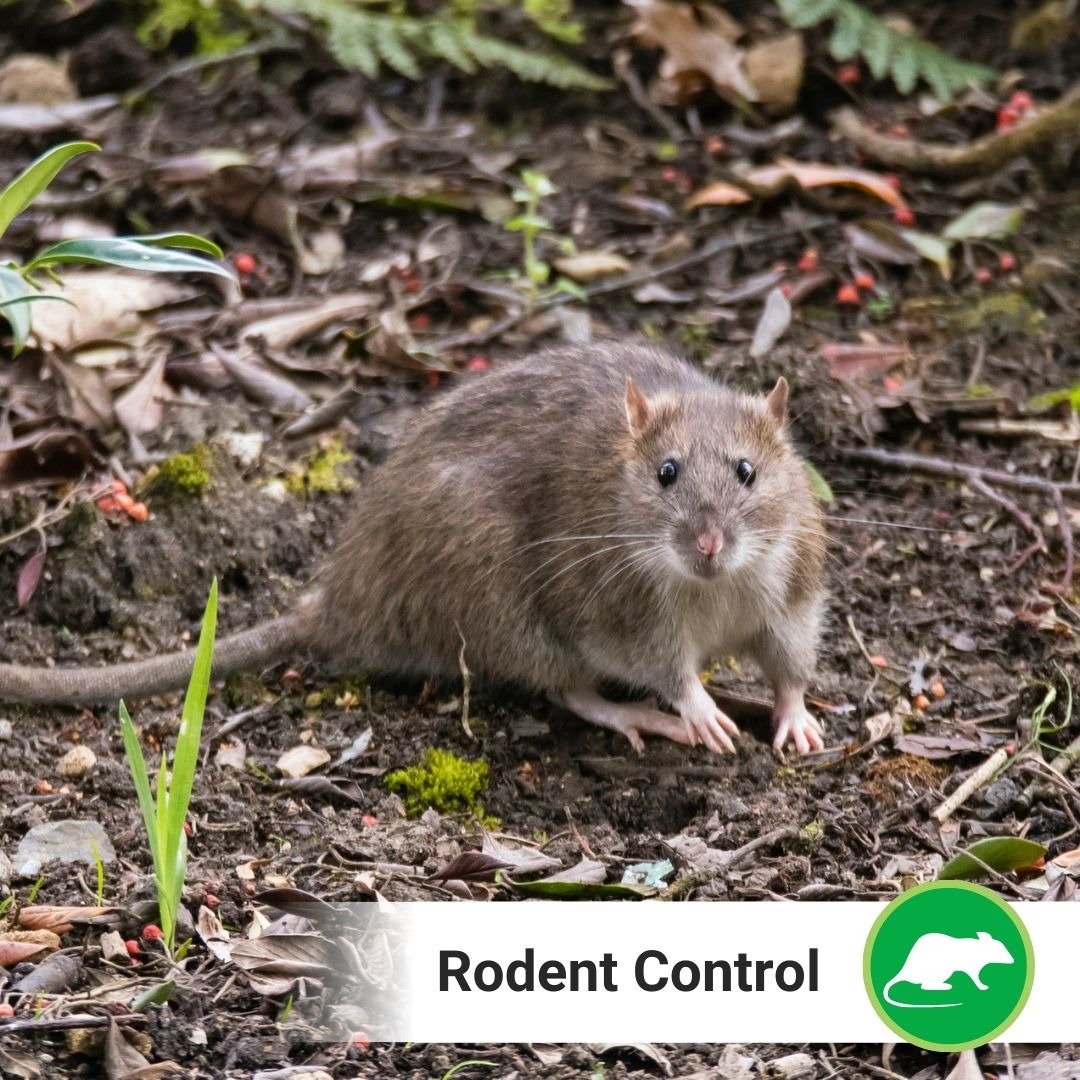 Westside Pest Control Ltd. Facebook ad