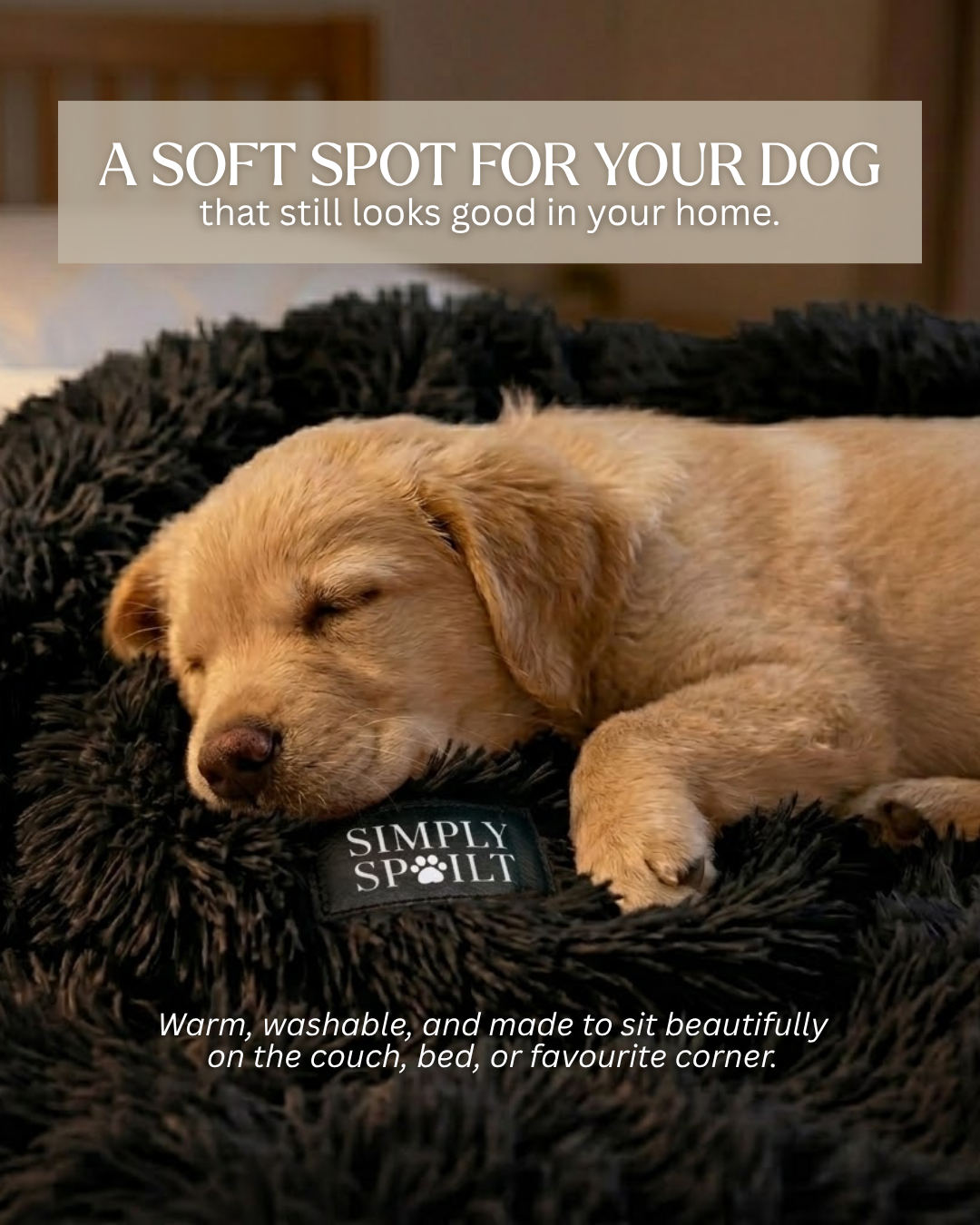 Simply Spoilt  - Luxury pet products Facebook ad
