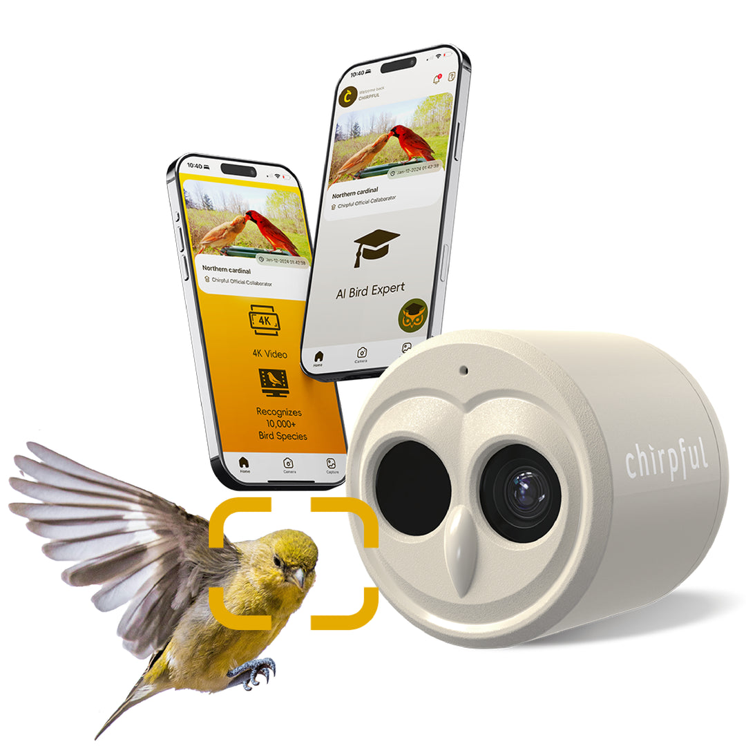 Birds Choice Facebook ad: Introducing the Chirpful Smart Bird Camera!