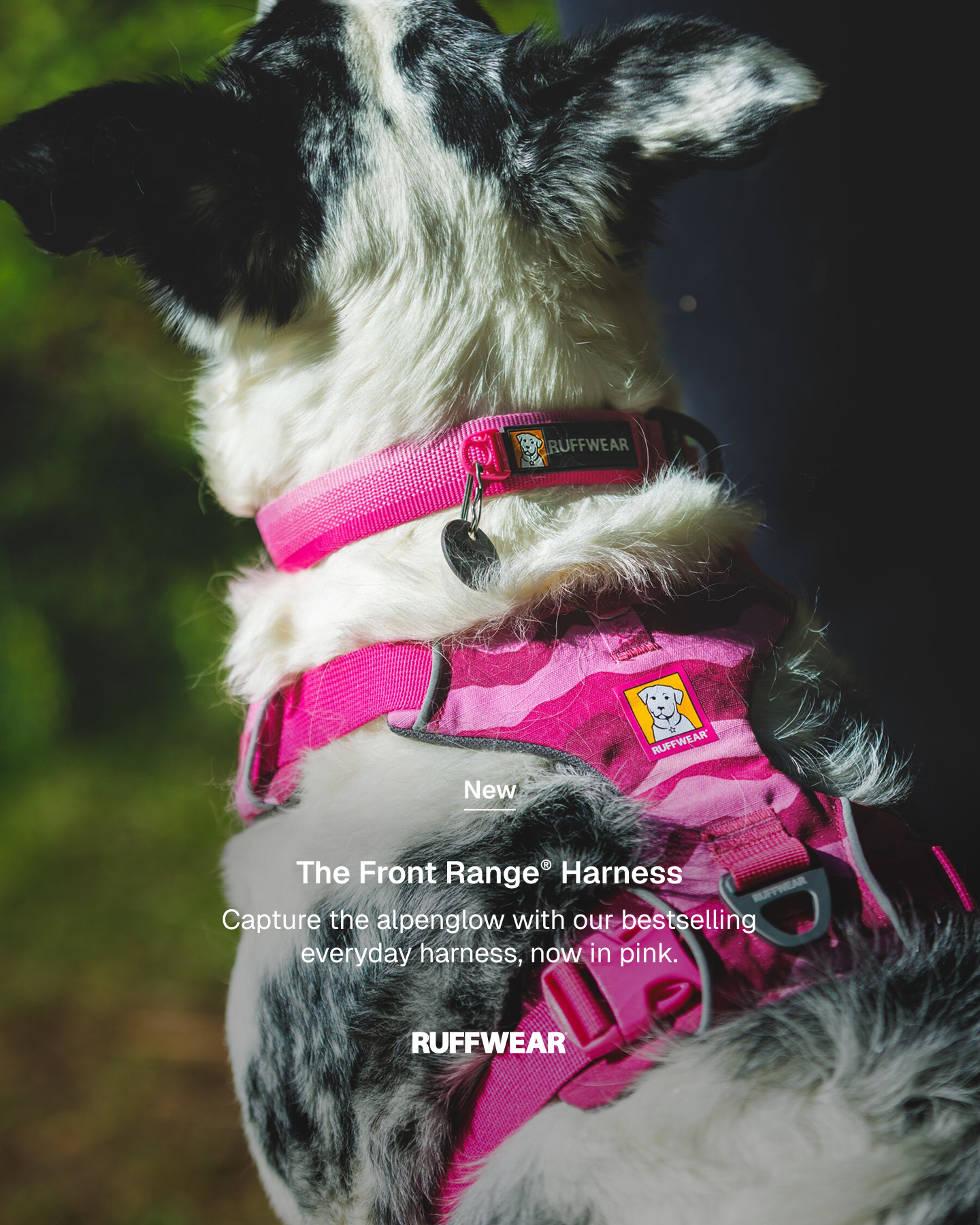 Ruffwear Facebook ad