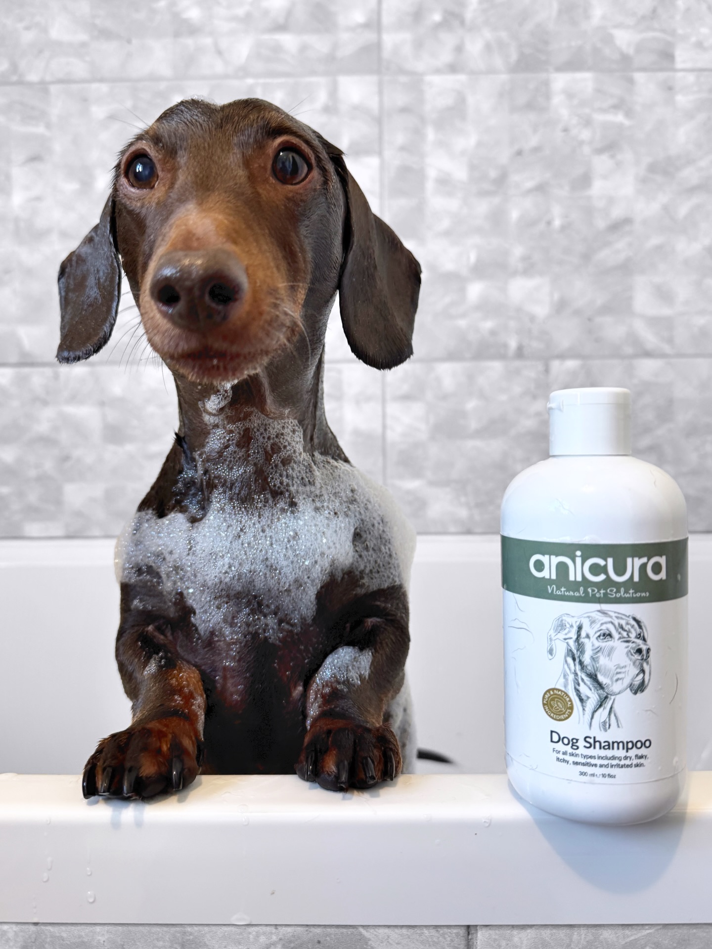 frankie_dachshund03 Facebook ad