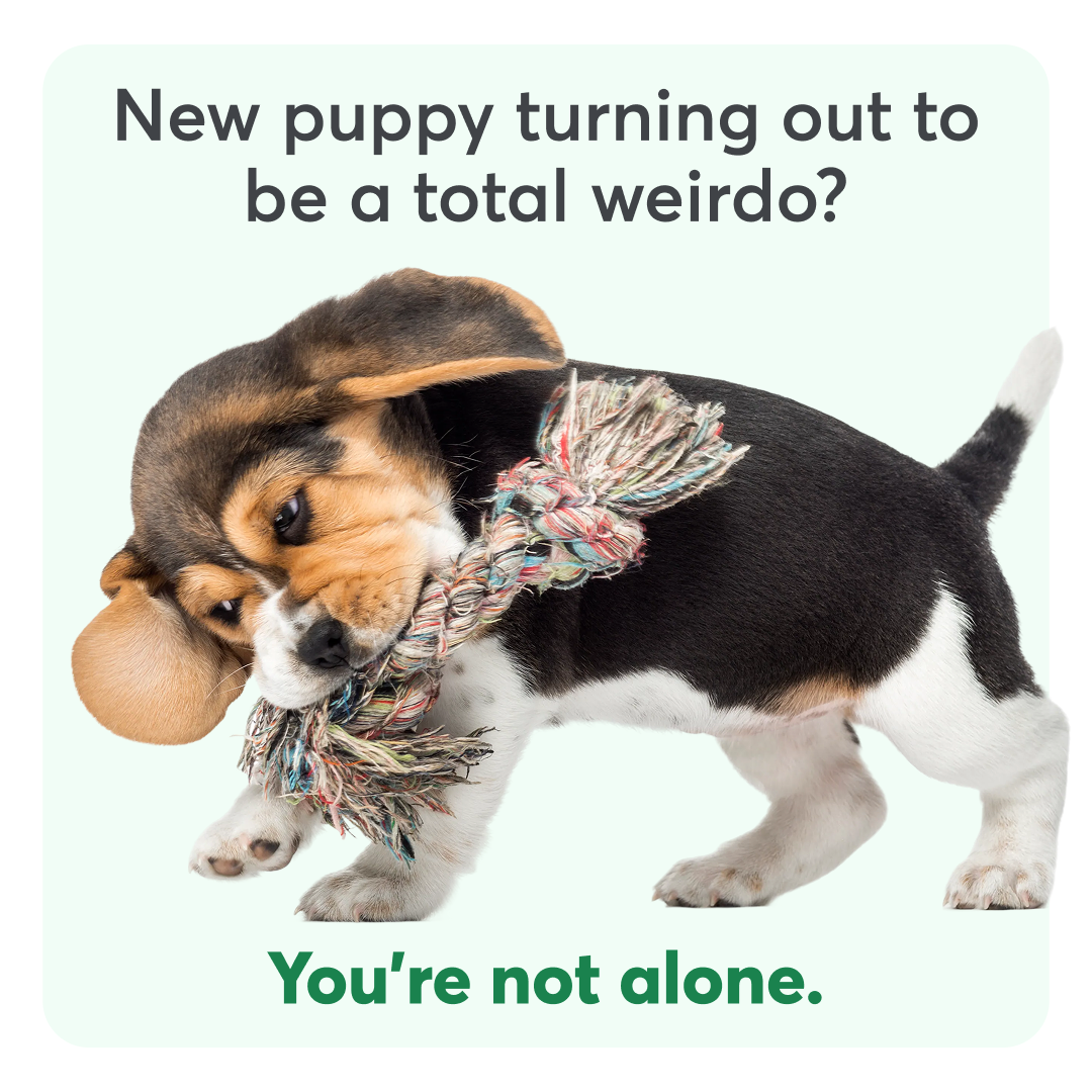 Rover.com Facebook ad