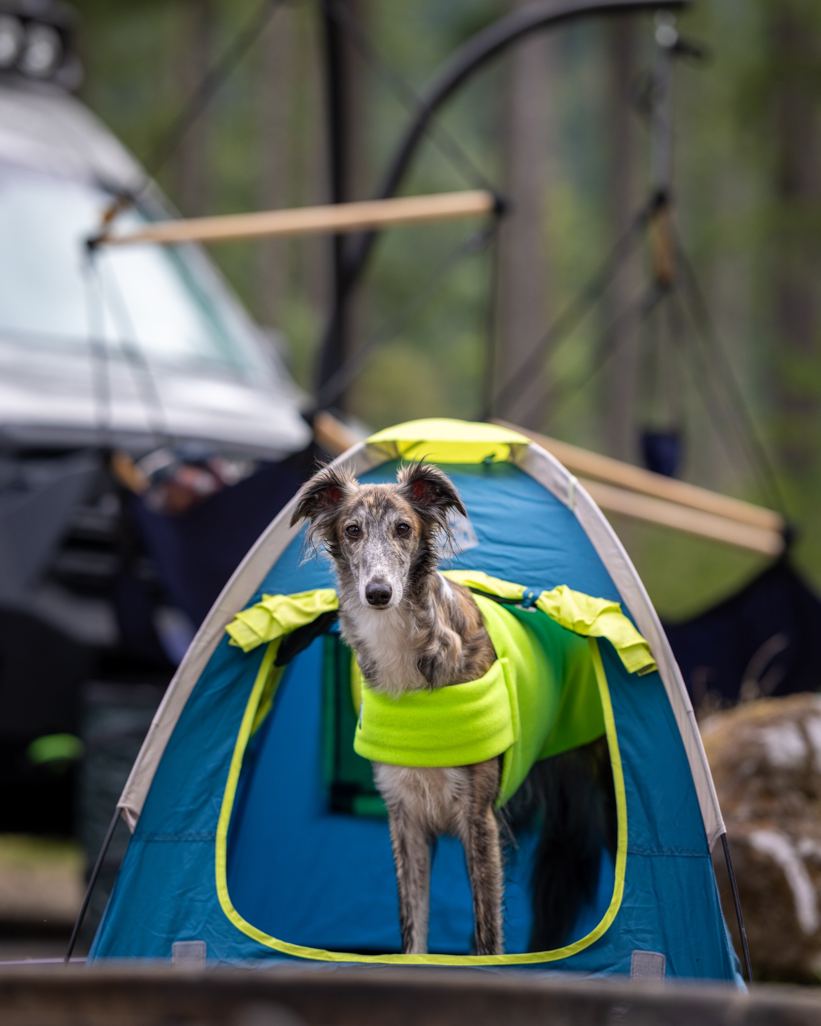 Voyagers K9 Apparel Facebook ad