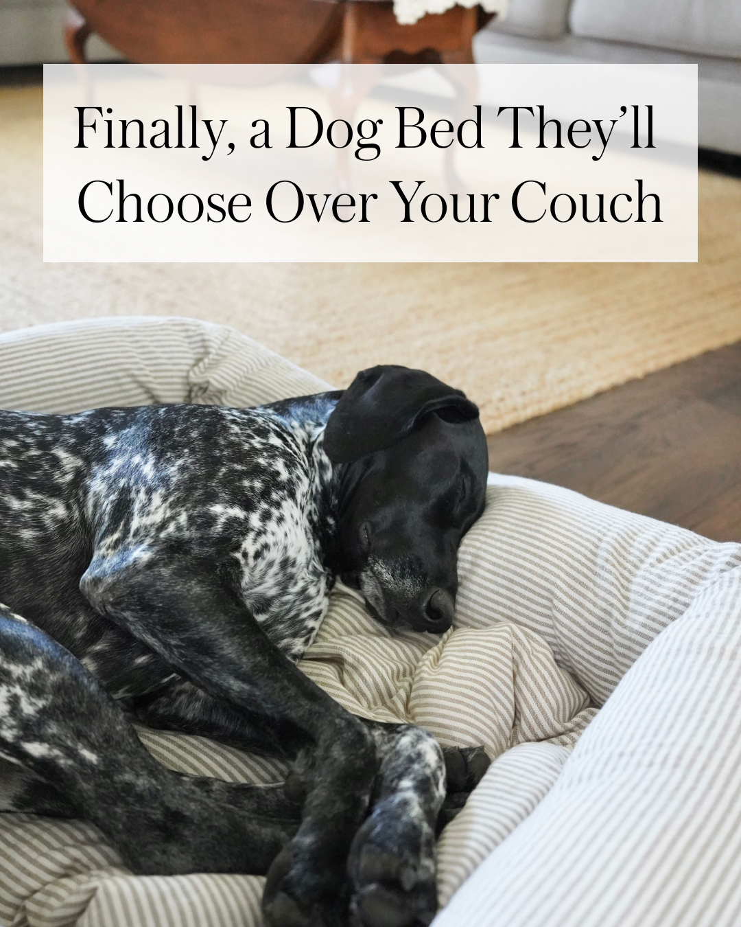The Foggy Dog Facebook ad