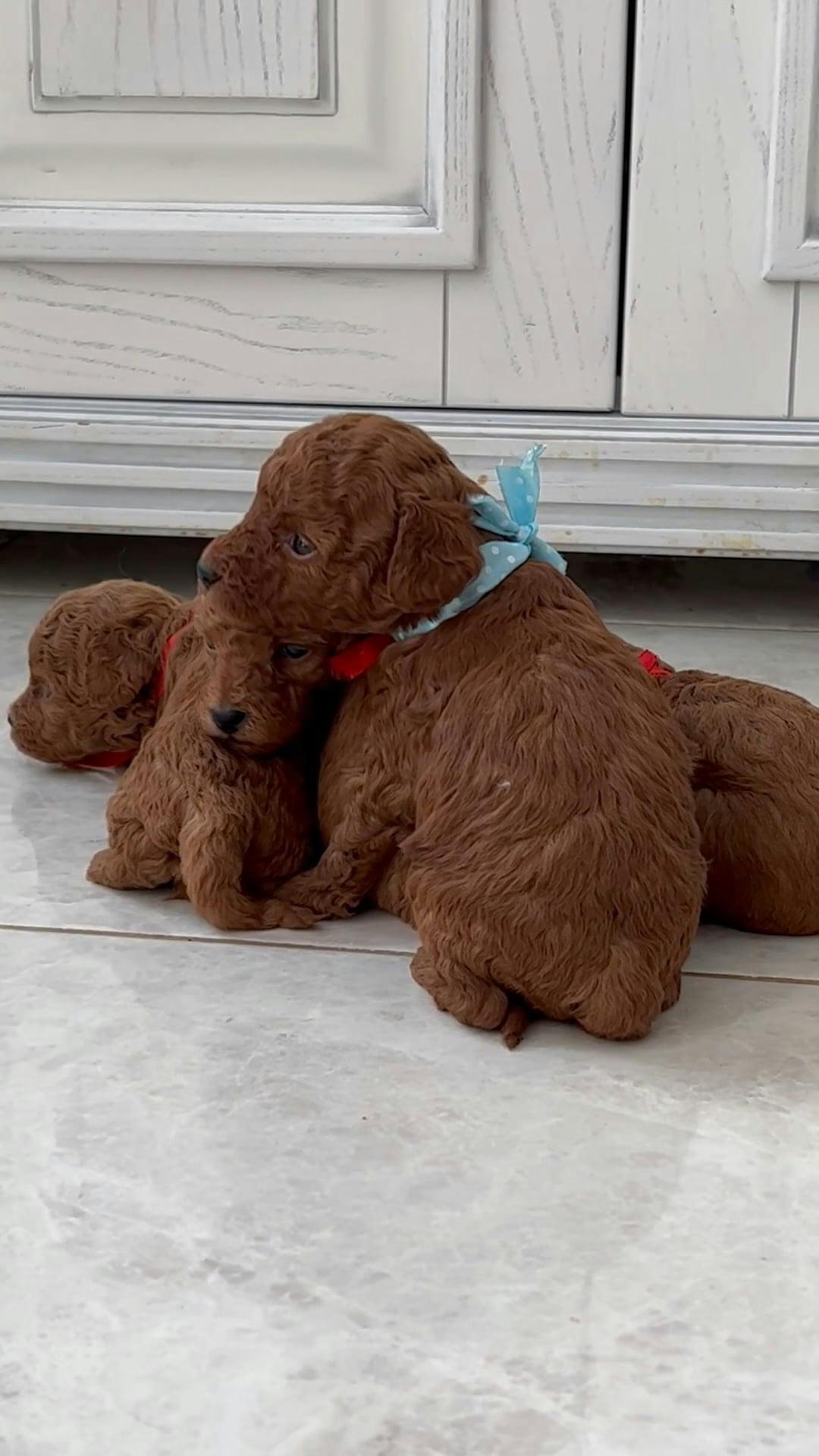 Puppocino Kennel Facebook ad: Premium Teacup, Toy, and Mini Pups in Canada