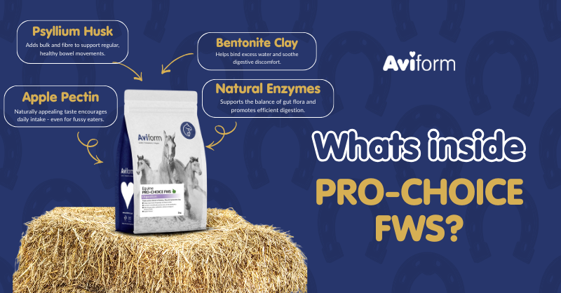 Aviform Nutrition UK - Horse & Dog Facebook ad