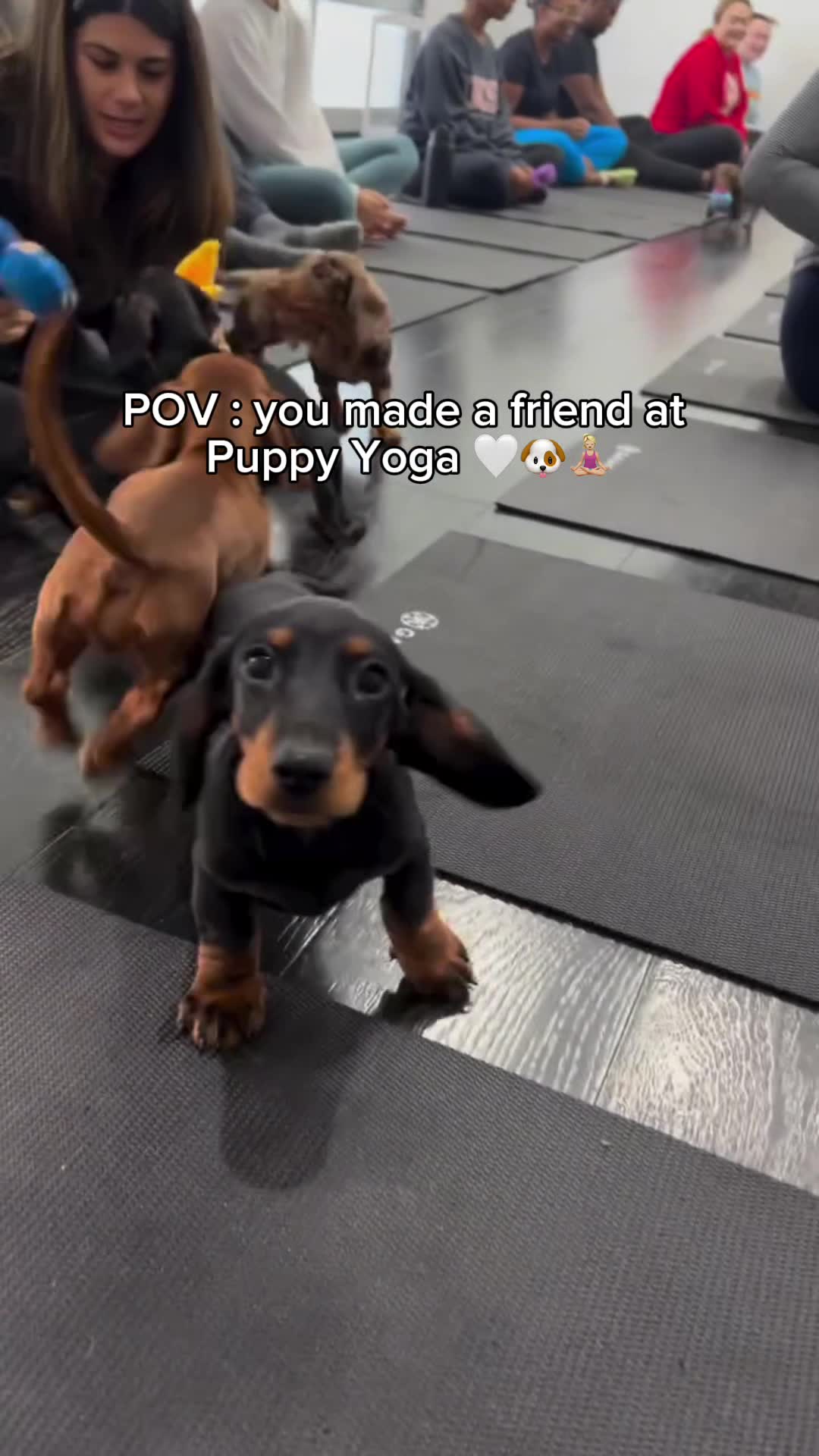 Puppies & Yoga Dallas Facebook ad: Book your class now!