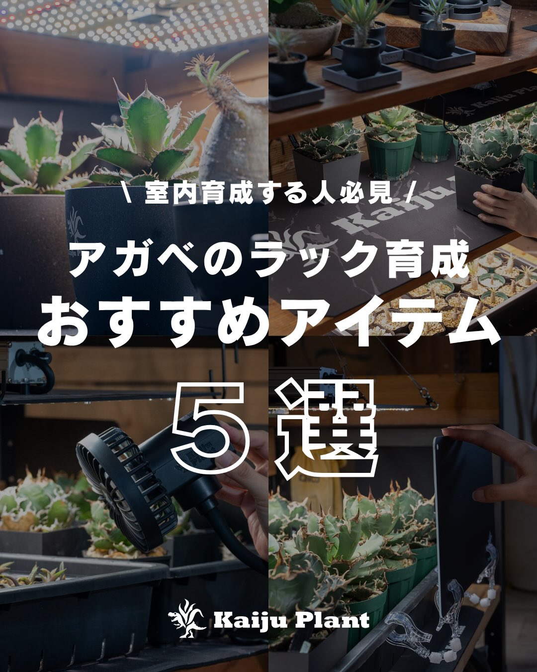 Kaiju_Plant Facebook ad: ラック育成、何から揃えればいい?