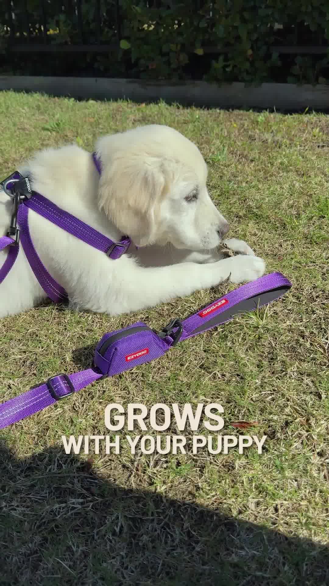 EzyDog Facebook ad from Jan 22, 2026