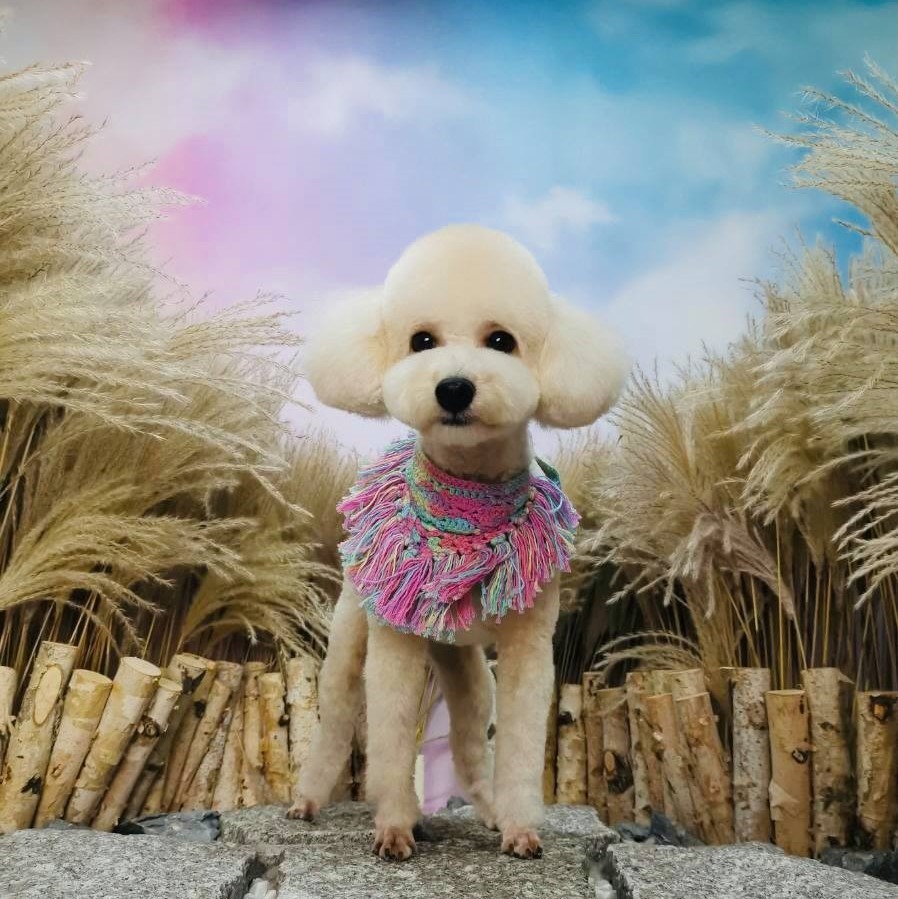 June's Pet house Facebook ad