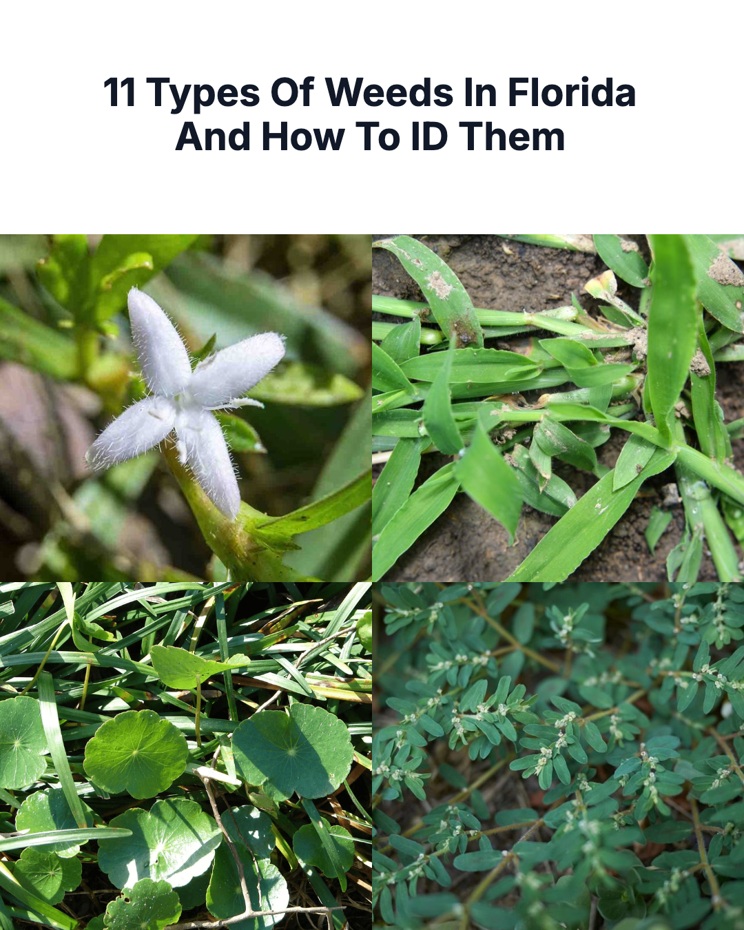 Florida Gardener Facebook ad: 11 Types Of Weeds In Florida And How To ID Them