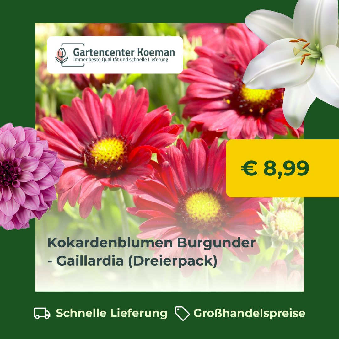 Koeman Flowerbulbs BV Facebook ad