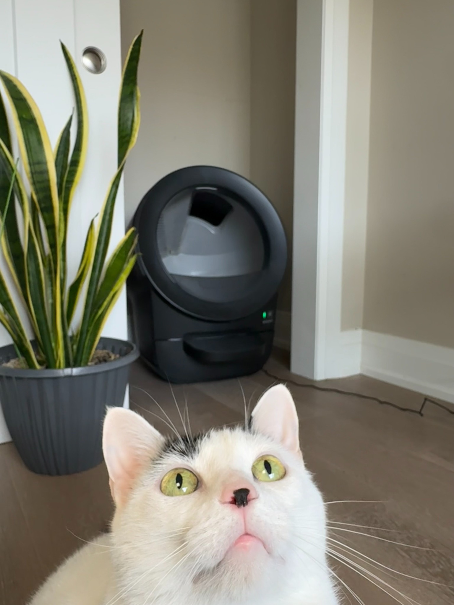 Whisker Facebook ad