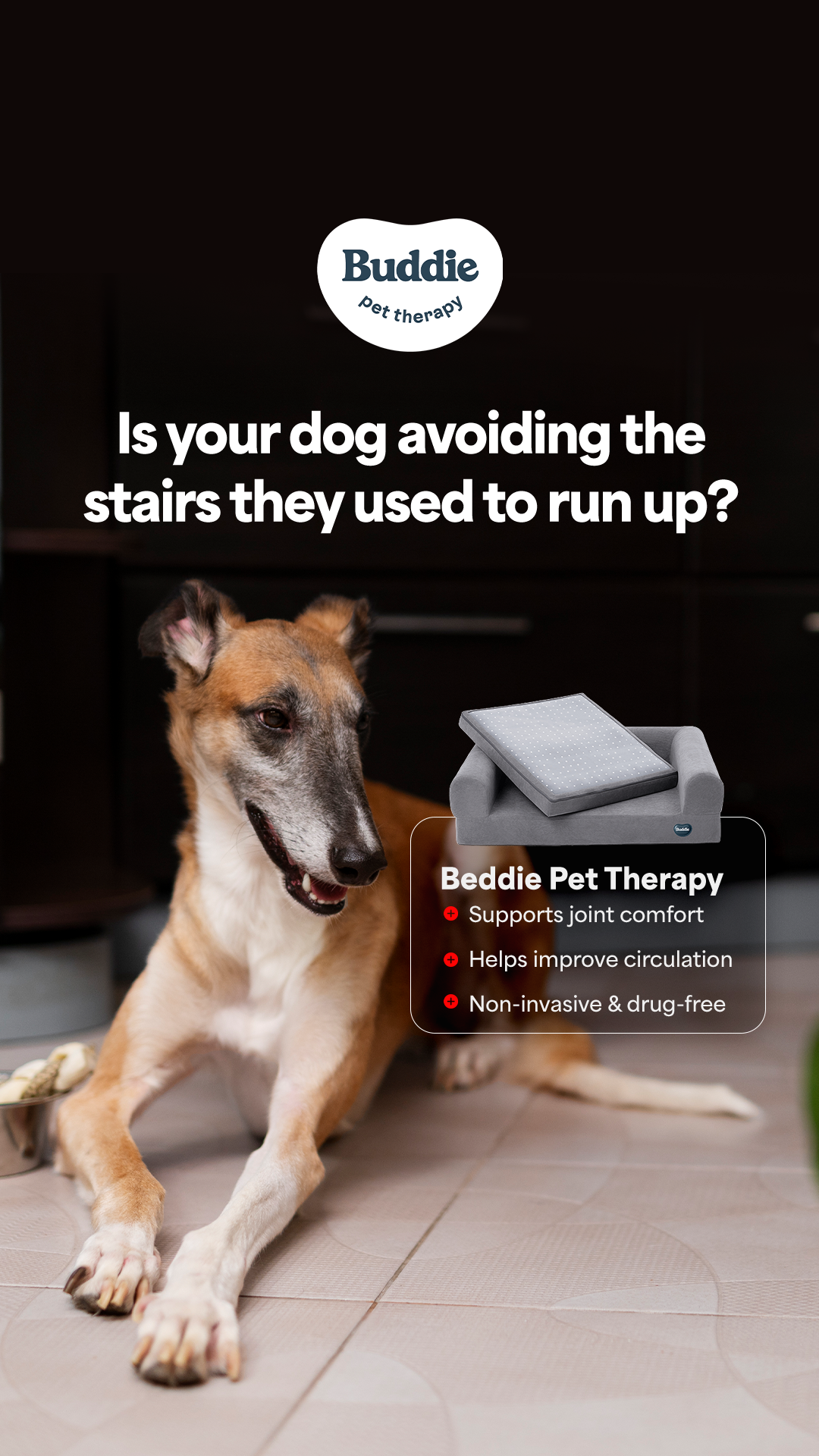 Buddie Pet Therapy Facebook ad