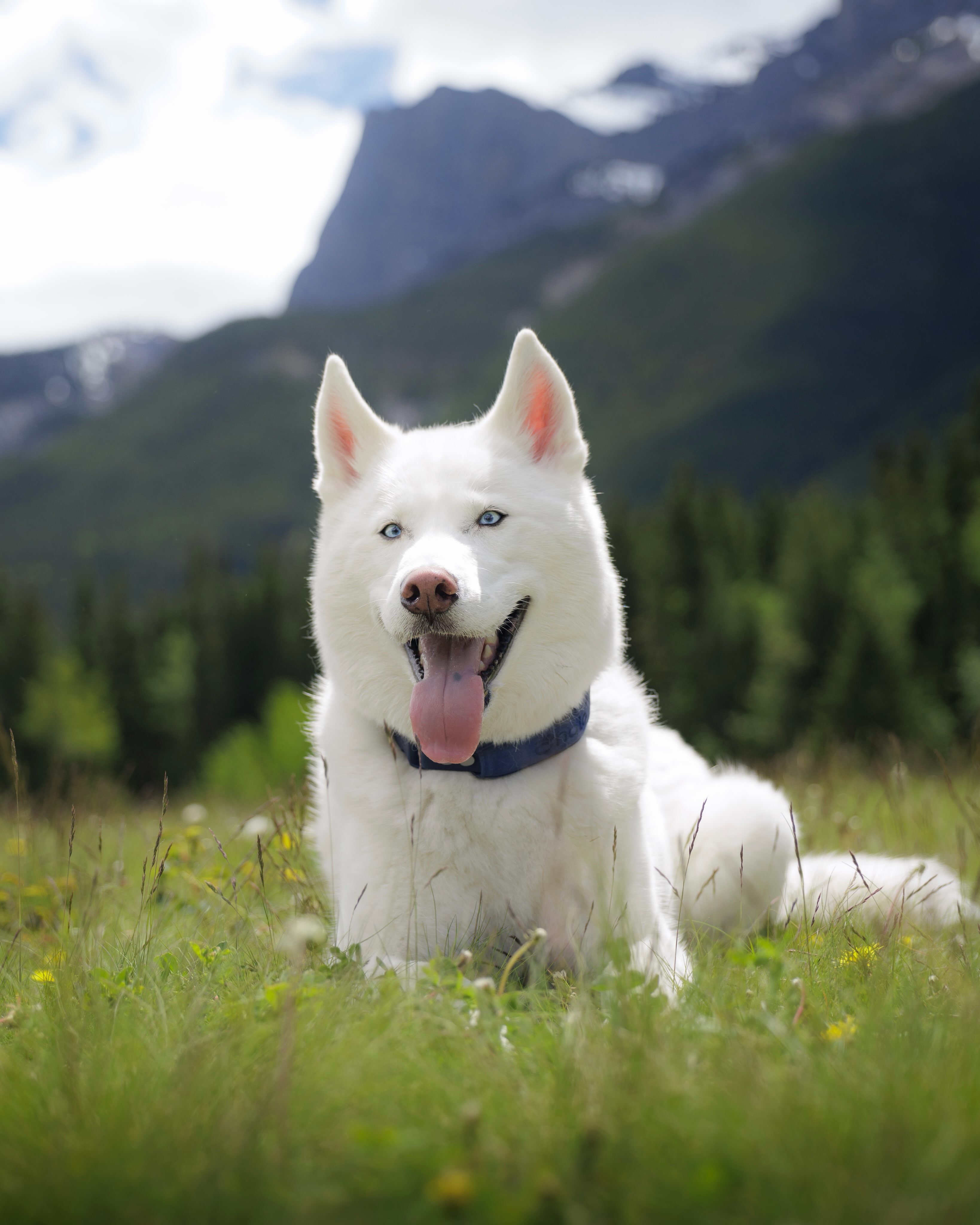 ginkgo_husky Facebook ad