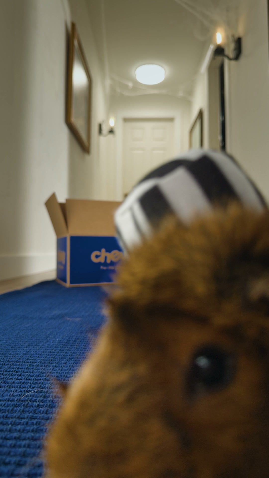 Chewy Facebook ad: Frisco small pet costumes