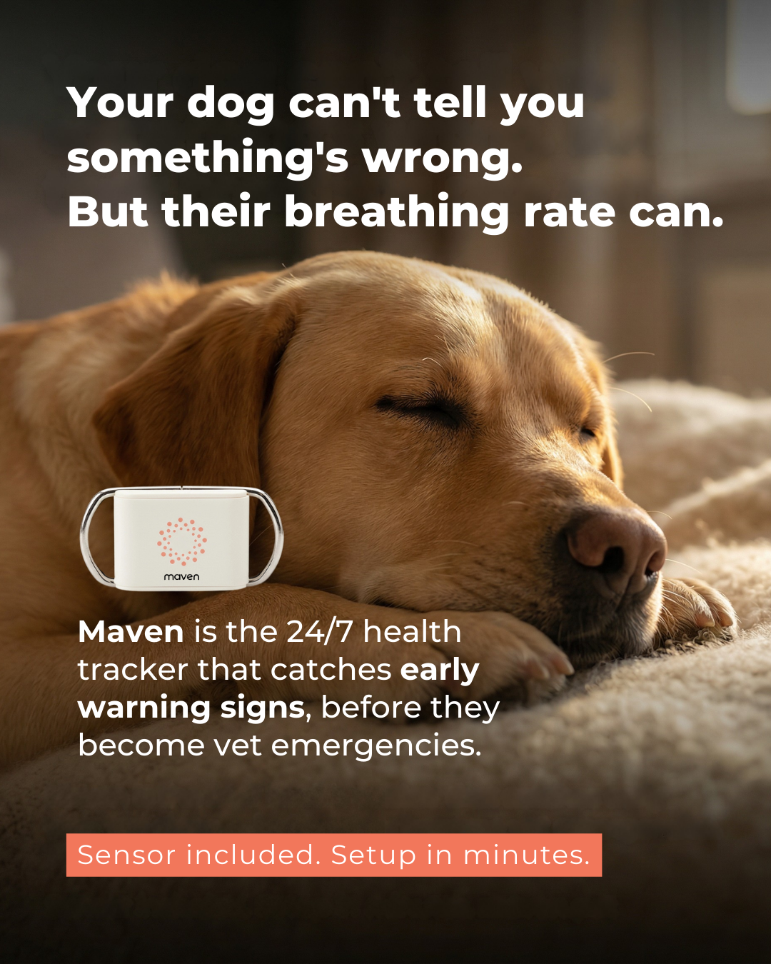 Maven Pet Facebook ad