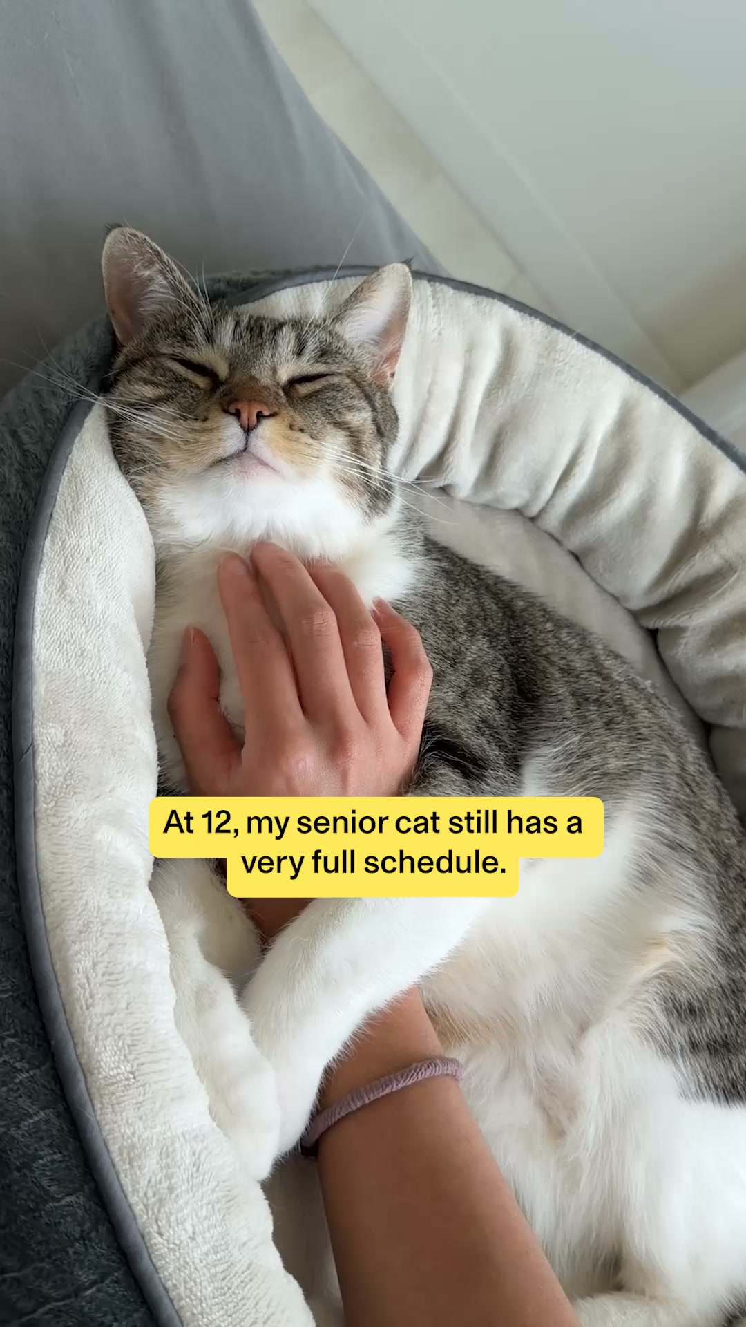 Smalls Facebook ad: Human-Grade Fresh Cat Food