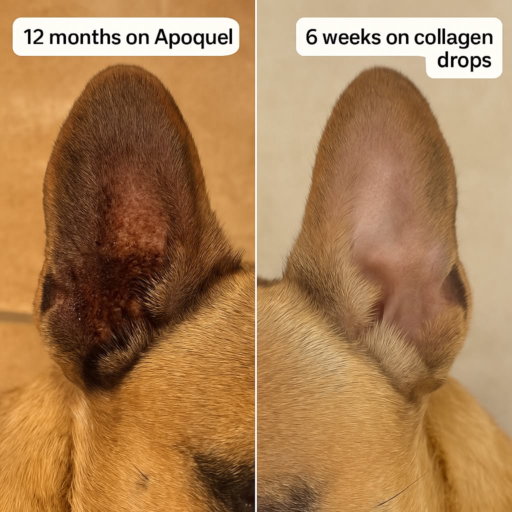 Paws Organica Natural Care Facebook ad: Stop Paying $200/Month to Suppress Your Dog's Immune System