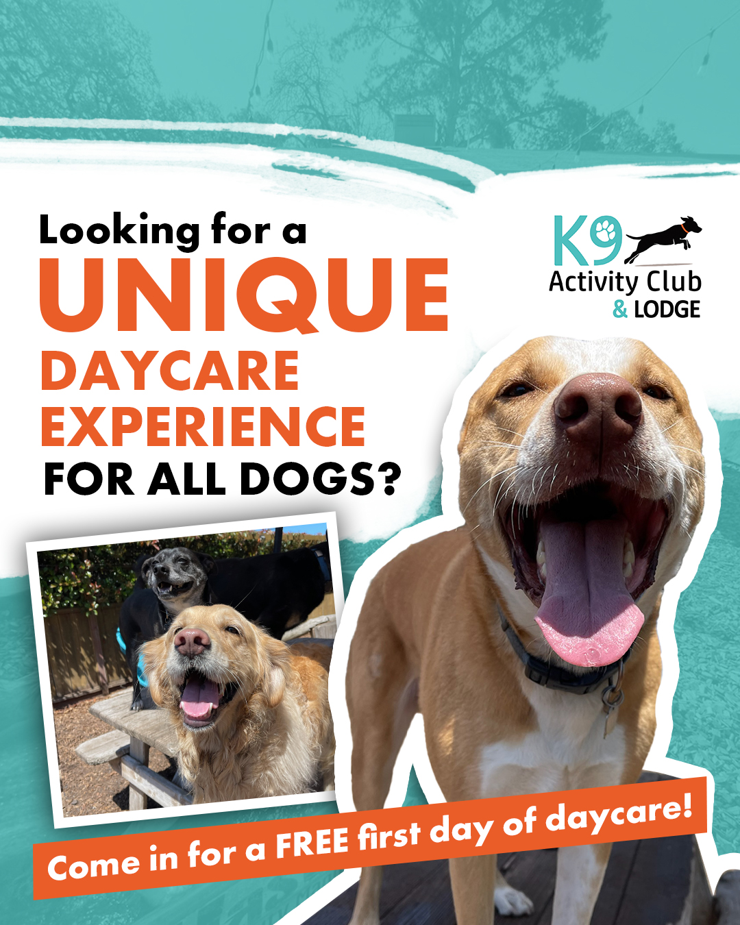 K9 Activity Club Training Facebook ad: Give Your Dog the Getaway They Deserve!