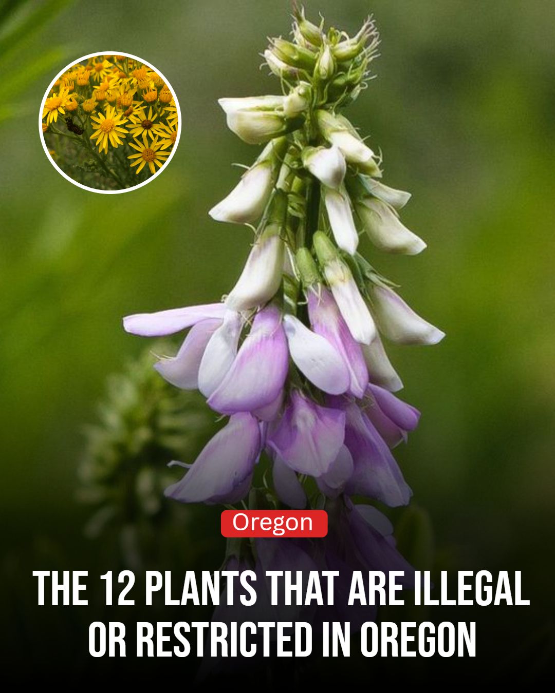 Oregon Gardener Facebook ad: 12 Plants That Are Illegal Or Restricted In Oregon