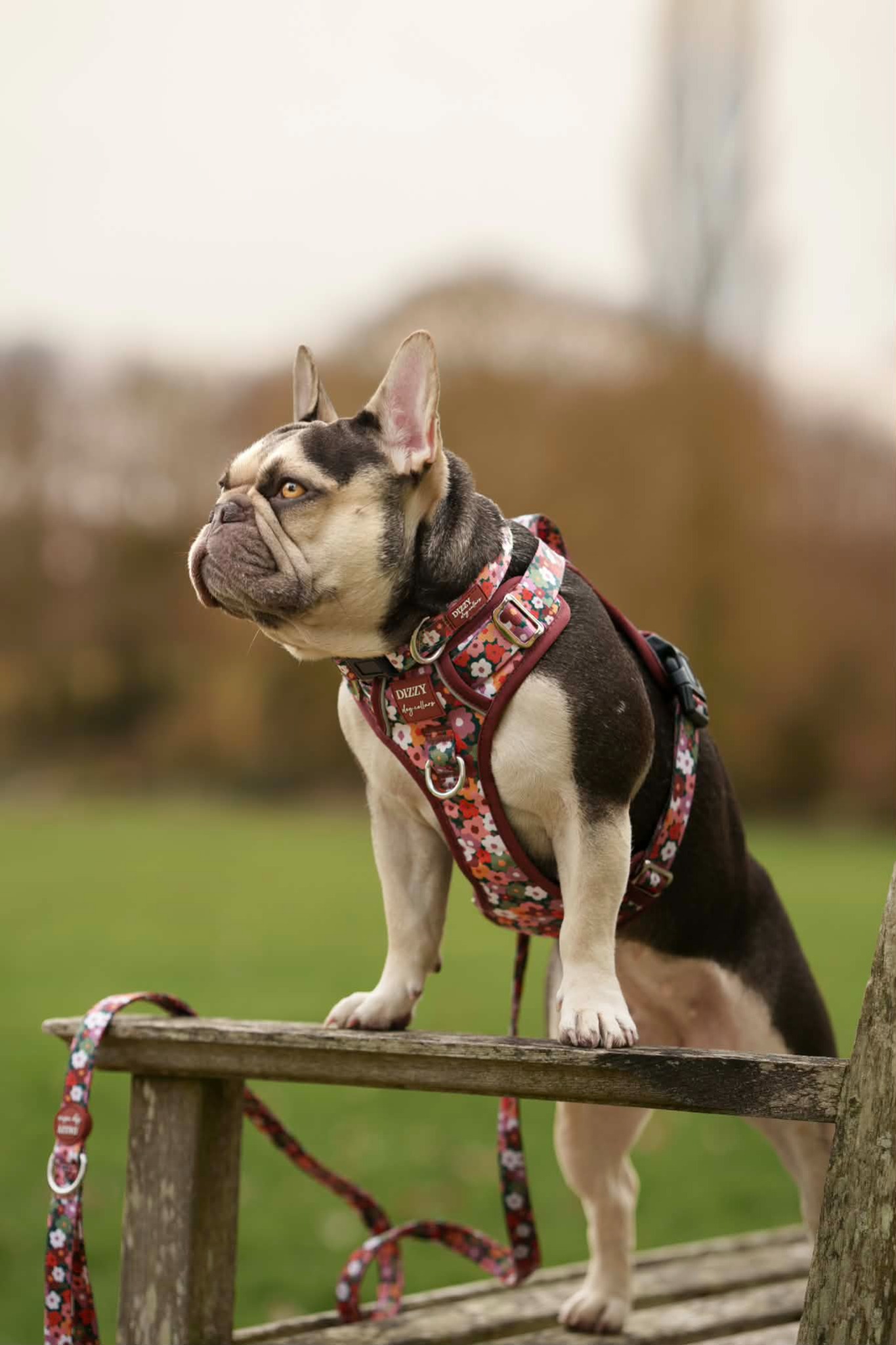Dizzy Dog Collars Facebook ad