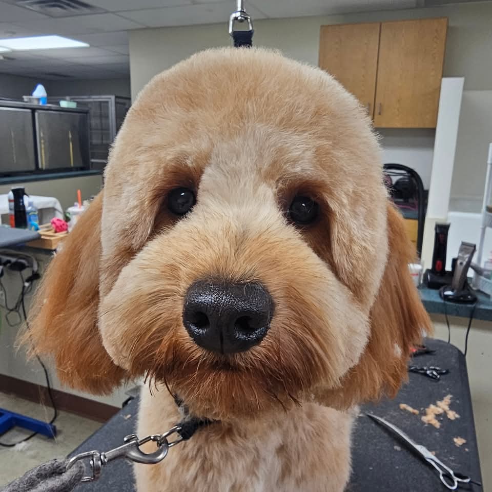 The Mosaic Dog Facebook ad: We are professional pet groomers with 18+ years…